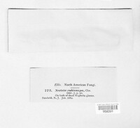 Nectria rubicarpa image